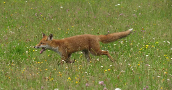 Red Fox Vulpes Vulpes Adult Running Tall Grass Normandia França — Fotografia de Stock