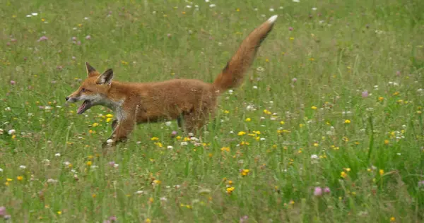 Red Fox Vulpes Vulpes Volwassen Hardlopen Tall Grass Normandië Frankrijk — Stockfoto
