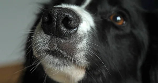 Ohraničení Kolie Pes Portrét Muže Zblízka Nosu Oka — Stock fotografie
