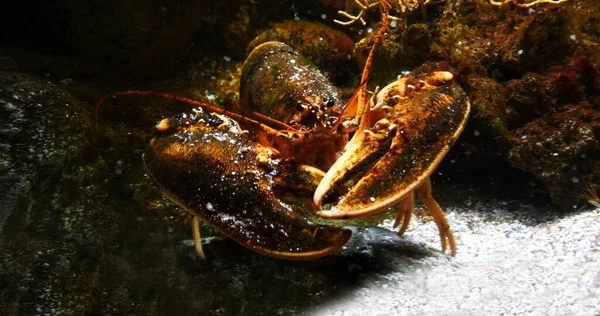 Lobster Homarus Gammarus Adult Seawater Aquarium France — Stock Photo, Image