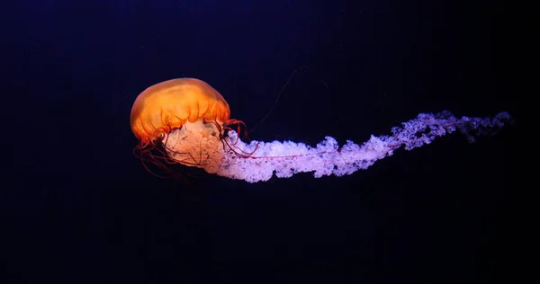 Black Jellyfish or Black Sea Nettle, Pacific Ocean, chrysaora achlyos, Seawater Aquarium in France