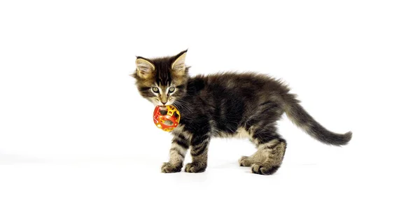 Brown Blotched Tabby Maine Mýval Domácí Kočka Kitten Hraje Proti — Stock fotografie