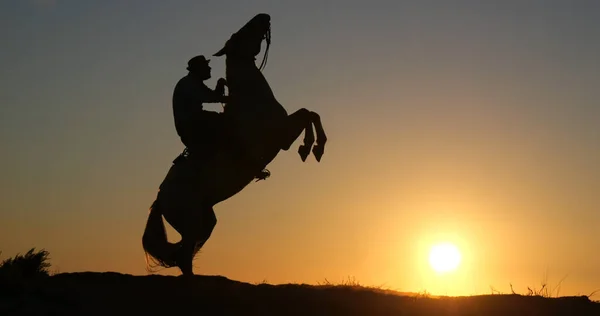Mann Auf Seinem Camargue Pferd Bei Sonnenaufgang Manadier Saintes Maries — Stockfoto