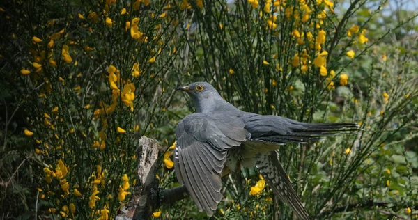 Cuckoo Guguk Kuşu Dalda Duran Yetişkin Fransa Normandiya — Stok fotoğraf