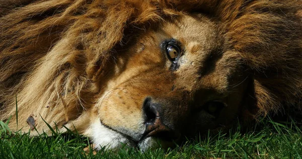 African Lion Panthera Leo Portrait Male Resting — Stock Photo, Image