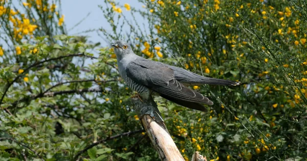 Cuckoo Guguk Kuşu Dalda Duran Yetişkin Fransa Normandiya — Stok fotoğraf