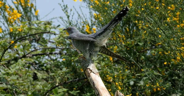 Common Cuckoo Cuculus Canorus Adult Standing Branch Normandie France — Stock fotografie