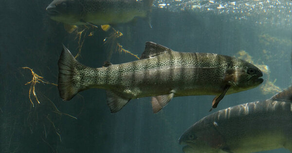 Rainbow Trout, salmo gairdneri, Fishes Swimming in a Freshwater Aquarium in France