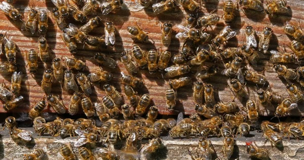Europejska Pszczoła Miodna Apis Mellifera Czarne Pszczoły Stojące Przy Wejściu — Zdjęcie stockowe