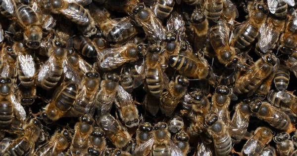 European Honey Bee, apis mellifera, Black Bees working on Bee Brood, Bee Hive in Normandy in France