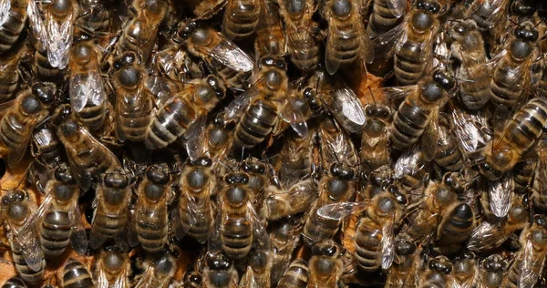 Европейская Медовая Пчела Apis Mellifera Черные Пчелы Работающие Над Пчелиным — стоковое фото
