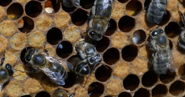 European Honey Bee Apis Mellifera Black Bees Working Bee Brood — Stock Photo, Image