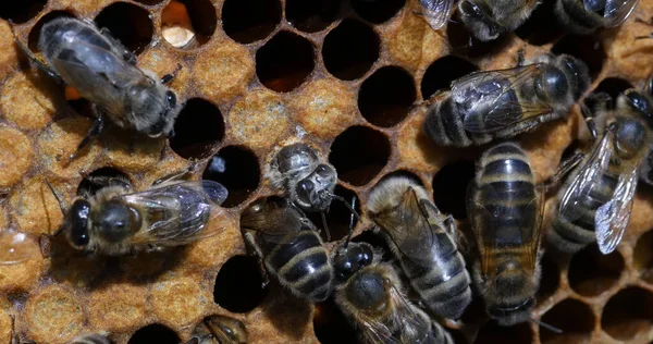 European Honey Bee, apis mellifera, Black Bees working on Bee Brood, Bee Hive in Normandy in France