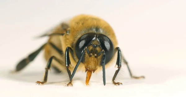 Europäische Honigbiene Apis Mellifera Schwarze Biene Vor Weißem Hintergrund Normandie — Stockfoto