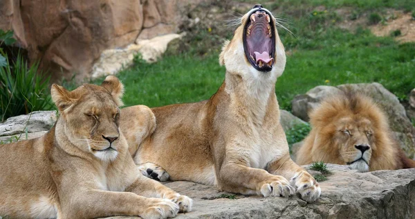 African Lion, panthera leo, Group with One Male and Females, yawning