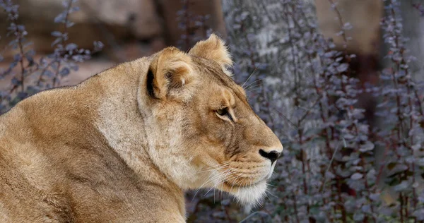 African Lion Panthera Leo Portrait Female — Stock Photo, Image