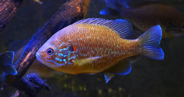 Semillas Calabaza Sunfish Lepomis Gibbosus Adult Swimming Freshwater France —  Fotos de Stock