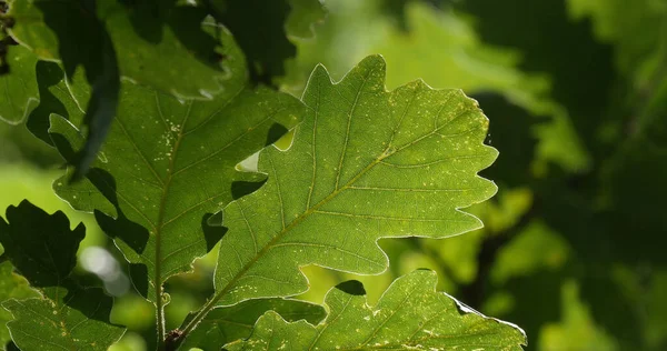 Hojas Roble Inglés Quercus Robur Quercus Pedunculata Bosque Cerca Rocamadour — Foto de Stock