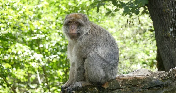 Barbary Macaque Macaca Sylvana Ενηλίκων Standing Branch — Φωτογραφία Αρχείου