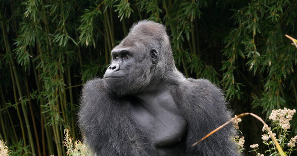 Eastern Lowland Gorilla, gorilla gorilla graueri, Silverback Male