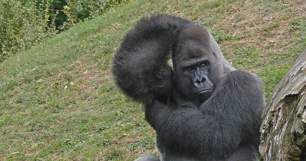 Eastern Lowland Gorilla Gorilla Gorilla Graueri Silverback Hombre — Foto de Stock