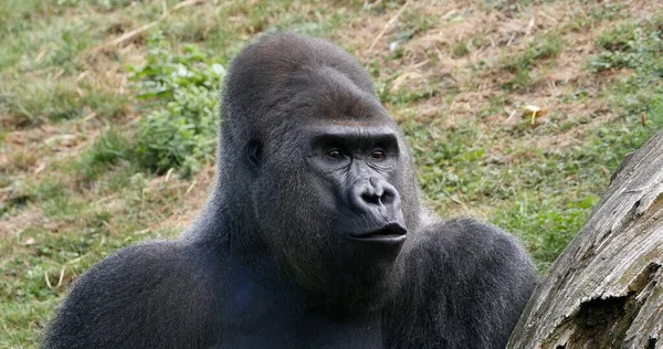 Östra Lowland Gorilla Gorilla Gorilla Graueri Silverback Man — Stockfoto