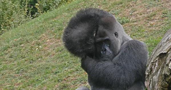 Östlicher Flachlandgorilla Gorilla Gorilla Graueri Silberrücken Männchen — Stockfoto
