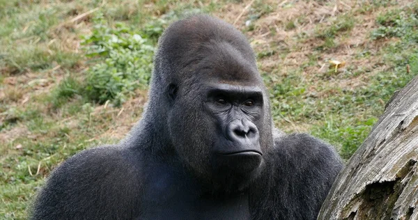 Östlicher Flachlandgorilla Gorilla Gorilla Graueri Silberrücken Männchen — Stockfoto