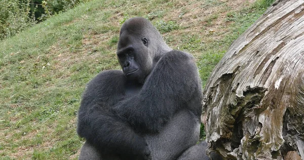Doğu Lowland Gorili Goril Graueri Gümüşsırt Erkek — Stok fotoğraf