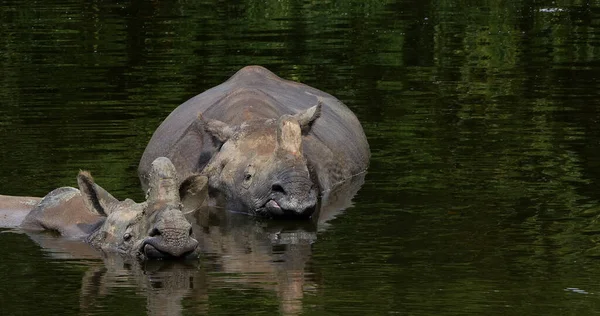 Indian Rhinoceros Rhinoceros Unicornis Adults Standing Water — Stock Photo, Image