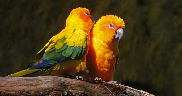 Sun Parakeet Aratinga Solstitialis Ζευγάρι Κάνει Feather Preening Session Ζευγάρι — Φωτογραφία Αρχείου