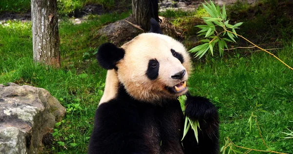 Dev Panda, hasta uropoda melanoleuca, Bambu yiyen yetişkin.