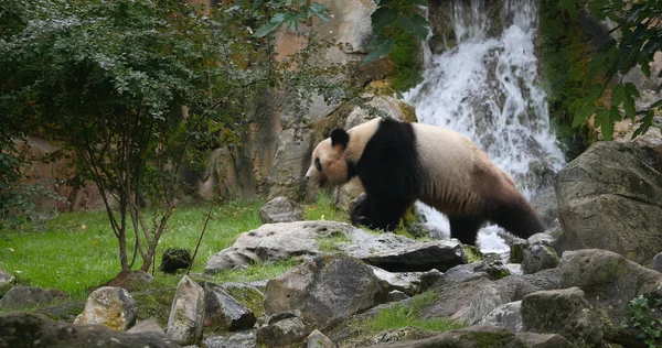 Panda Géant Ailuropoda Melanoleuca Adulte Passant Devant Une Cascade — Photo
