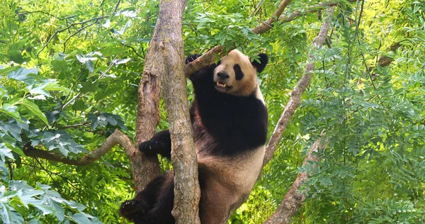Dev Panda Hasta Uropoda Melanoleuca Ağacın Üzerinde Duran Yetişkin — Stok fotoğraf