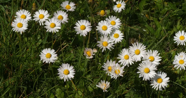 Daisies Bellis Perennis Normandy France — Stock Photo, Image