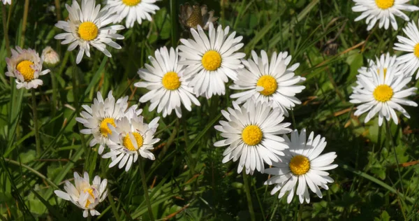 Daisies Bellis Perennis Normandy France — 图库照片