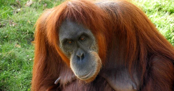 Orang Utan Pongo Pygmaeus Dişi — Stok fotoğraf
