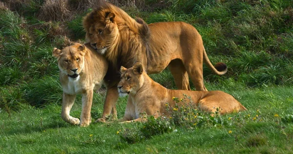 León Africano Panthera Leo Grupo Con Macho Una Hembra —  Fotos de Stock
