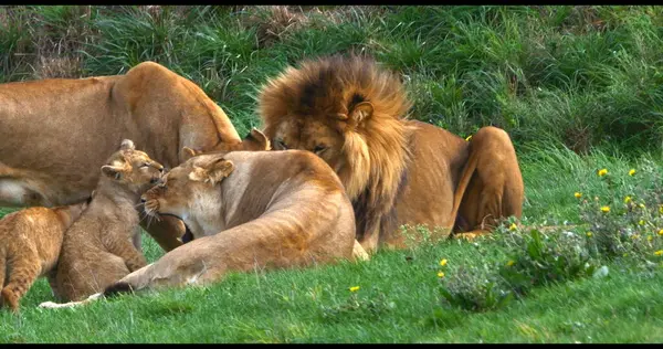 León Africano Panthera Leo Grupo Con Macho Hembra Cachorro — Foto de Stock