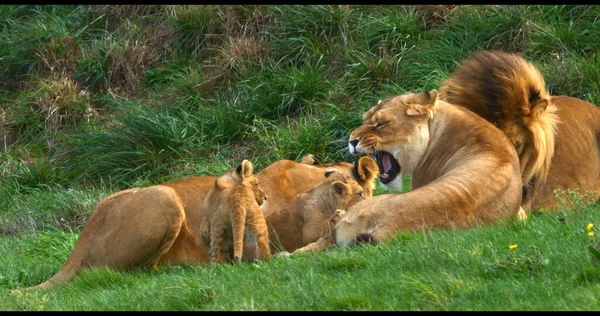非洲狮子 狮子座 雄狮子和小熊群 — 图库照片