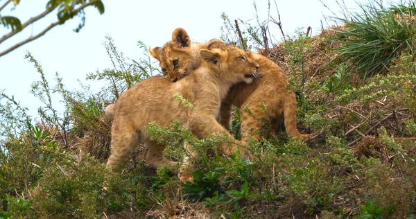 African Lion Panthera Leo Cub Playing — Stock Photo, Image