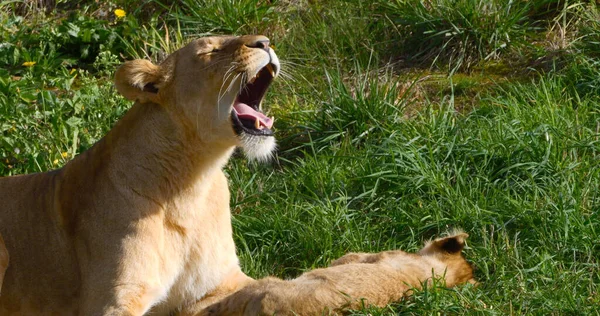 African Lion Panthera Leo Mother Cub — стокове фото