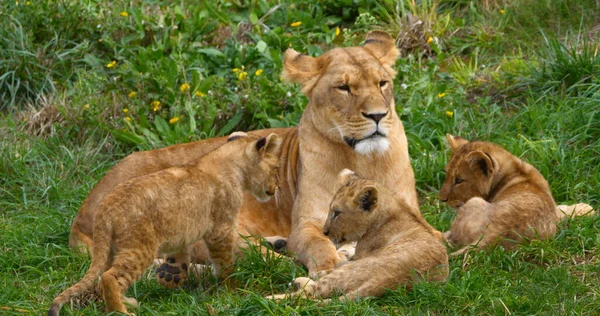 Αφρικανικό Λιοντάρι Πάνθηρα Λέο Μητέρα Και Μικρό — Φωτογραφία Αρχείου