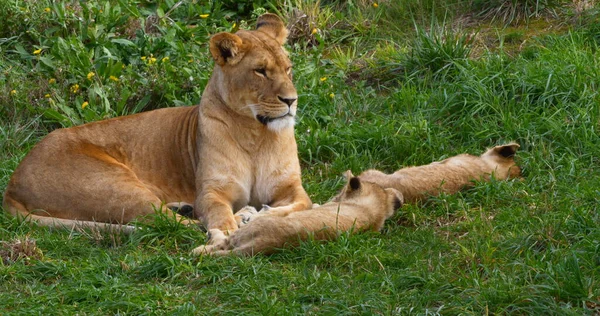 Αφρικανικό Λιοντάρι Πάνθηρα Λέο Μητέρα Και Μικρό — Φωτογραφία Αρχείου