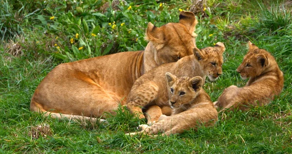 African Lion Panthera Leo Mother Cub — ストック写真