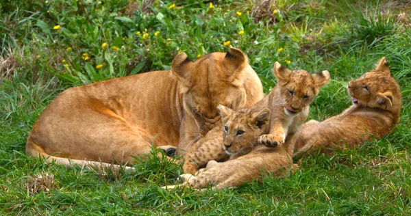 African Lion Panthera Leo Mother Cub — Stock Photo, Image