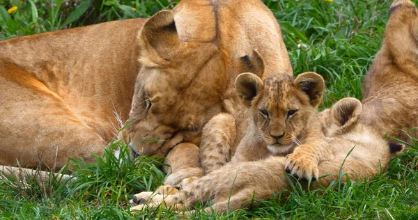 African Lion Panthera Leo Mother Cub — Stock fotografie