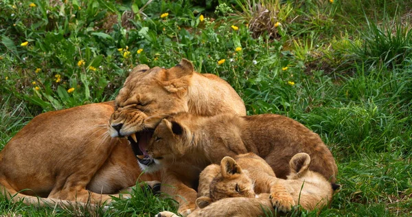 非洲狮子 狮子狗 母狮和幼狮 — 图库照片