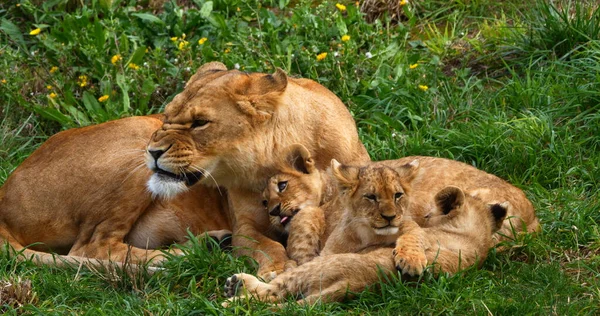 Afrikanischer Löwe Panthera Leo Mutter Und Junges — Stockfoto