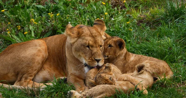 Afrikanischer Löwe Panthera Leo Mutter Und Junges — Stockfoto